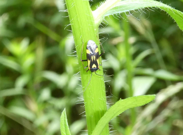Grypocoris sexguttatus - hatpettyes díszpoloska Grypocoris sexguttatus - hatpettyes díszpoloska