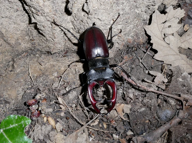 Lucanus cervus - nagy szarvasbogár