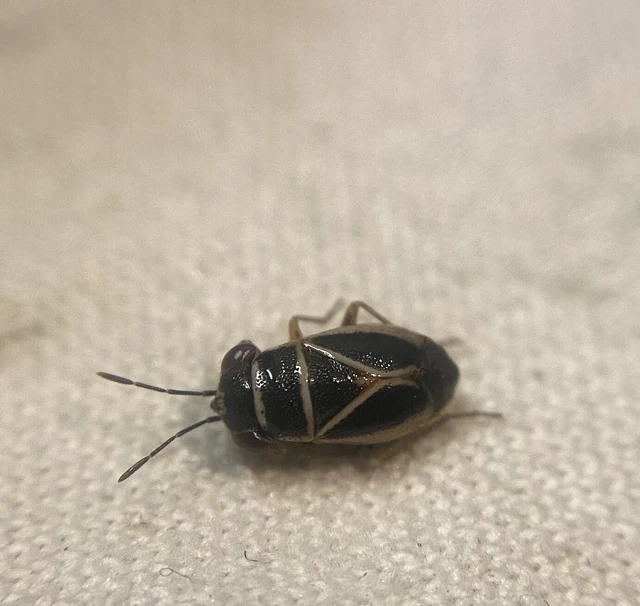 Geocoris Geocoris