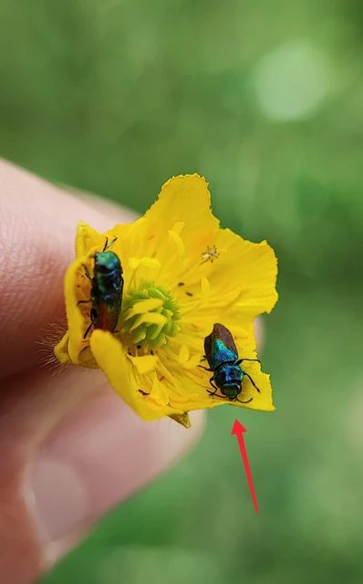 Anthaxia semicuprea - rezes virágdíszbogár