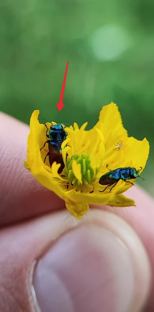 Anthaxia salicis - bíboros virágdíszbogár