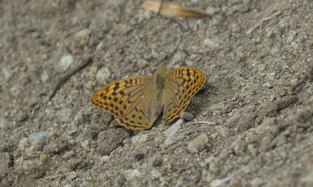 Argynnis pandora - zöldes gyöngyházlepke