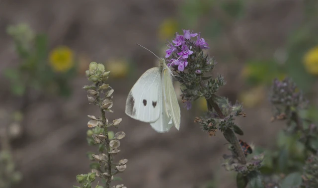 Pieris rapae - répalepke