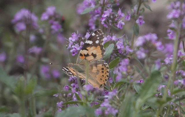 Vanessa cardui - bogáncslepke