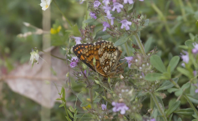 Melitaea athalia - közönséges tarkalepke