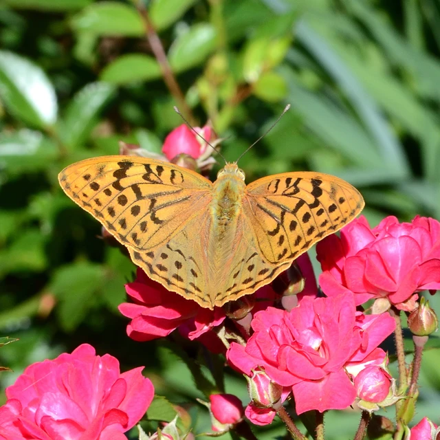 Argynnis pandora - zöldes gyöngyházlepke