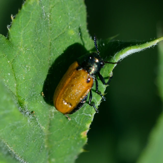 Labidostomis
