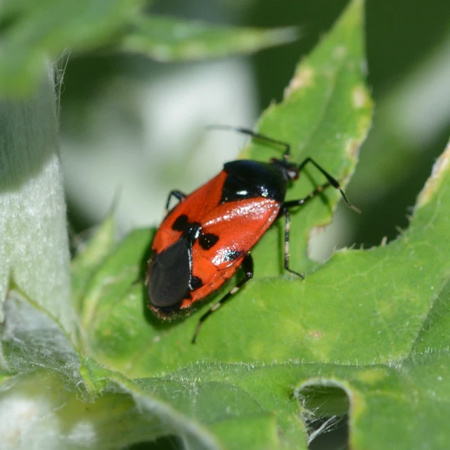 Deraeocoris rutilus - cinóber mezeipoloska