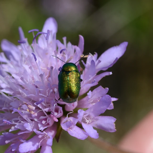 Cryptocephalus