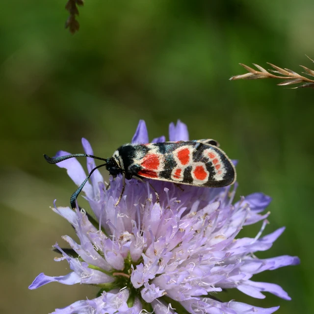 Zygaena carniolica - fehérgyűrűs csüngőlepke