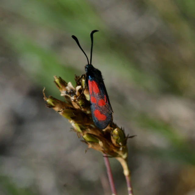 Zygaena loti - közönséges csüngőlepke