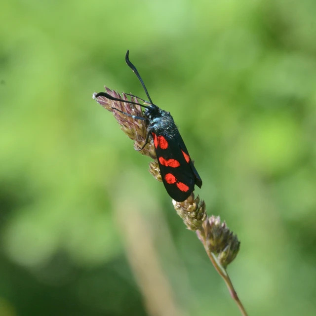 Zygaena filipendulae - acélszínű csüngőlepke
