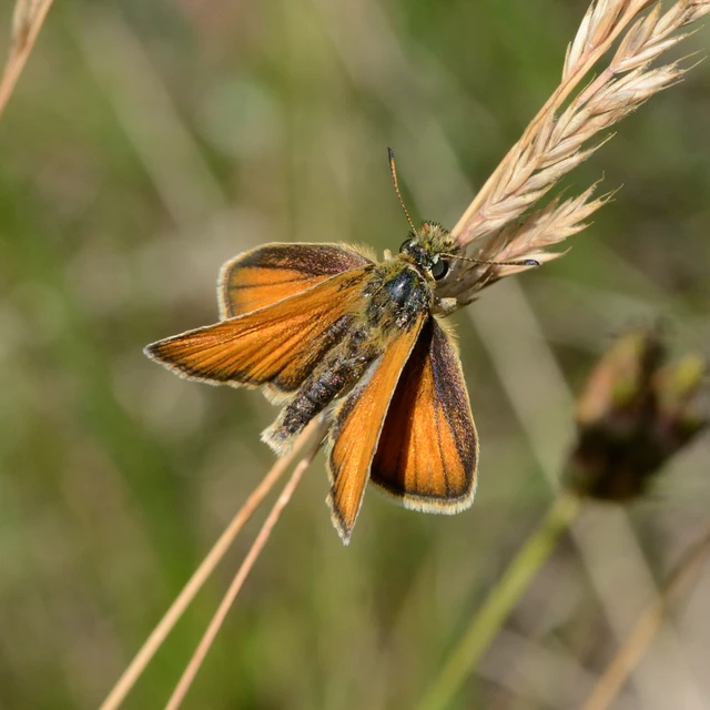 Thymelicus lineola - vonalas busalepke