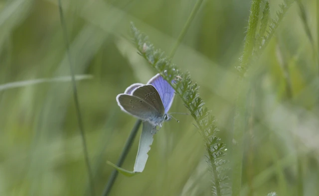Cyaniris semiargus - aprószemes boglárka