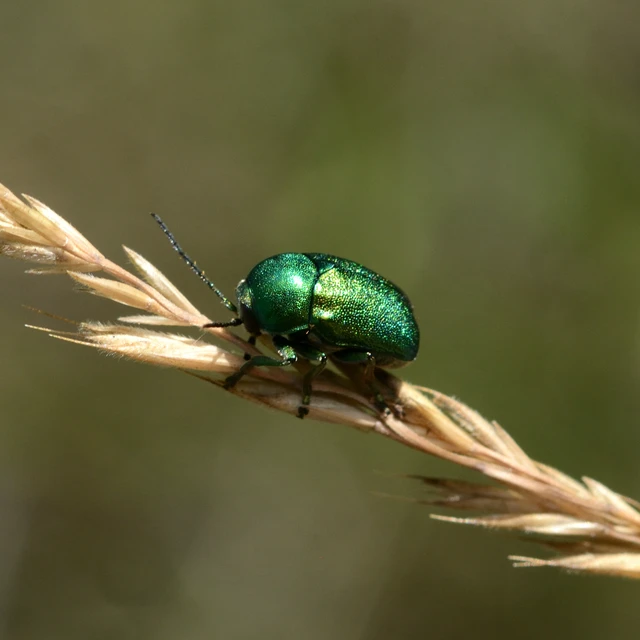 Cryptocephalus