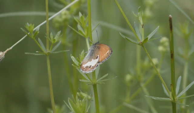 Coenonympha arcania - fehéröves szénalepke