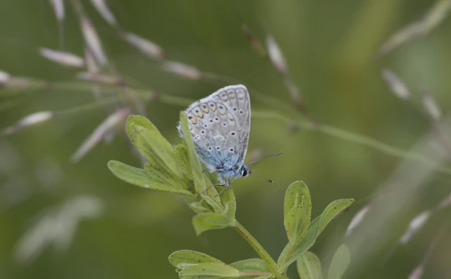 Polyommatus icarus - közönséges boglárka