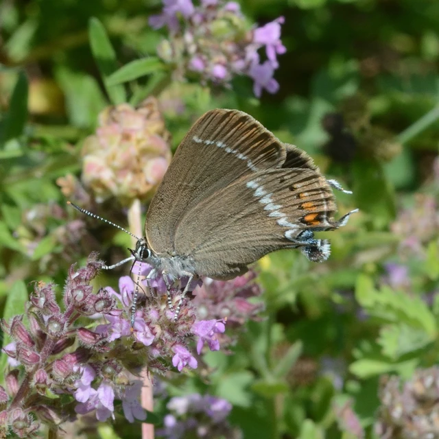 Satyrium spini - kökény-csücsköslepke
