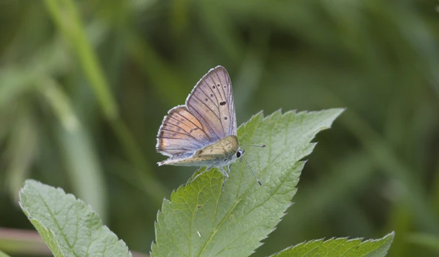 Lycaena alciphron - ibolyás tűzlepke