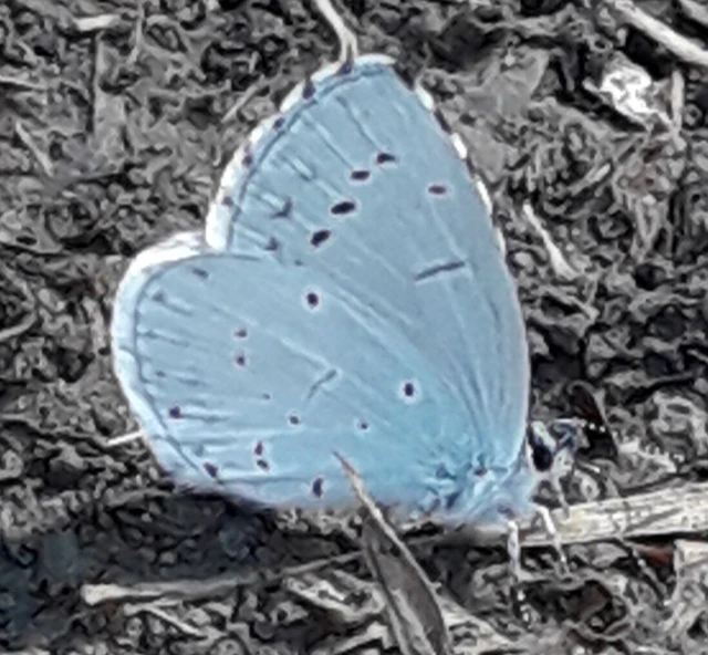 Celastrina argiolus - bengeboglárka