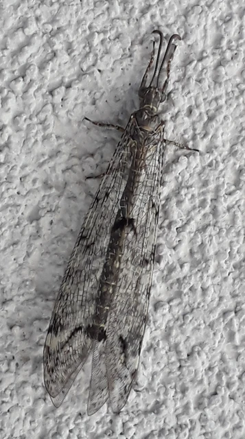 Distoleon tetragrammicus - négyfoltos hangyaleső