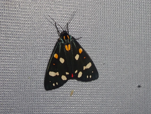 Callimorpha dominula - fémes medvelepke