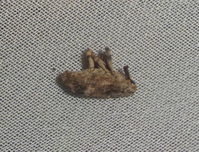 Gasterocercus depressirostris - laposorrú ormányos