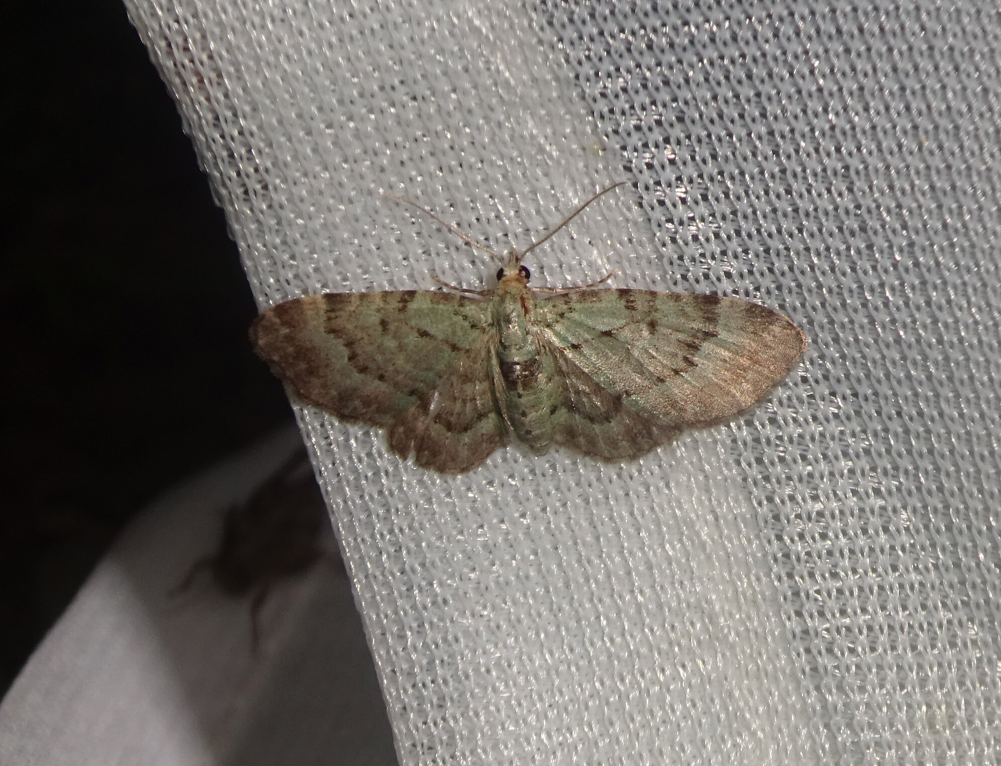 Pasiphila debiliata - áfonya-törpearaszoló