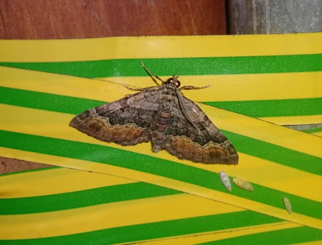 Xanthorhoe quadrifasiata - négysávos tarkaaraszoló
