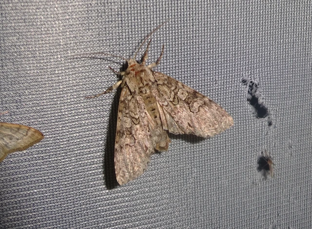 Polia nebulosa - ködfoltos bagoly