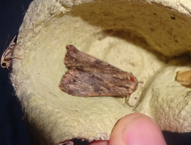 Apamea syriaca tallosi - Tallós dudvabaglya