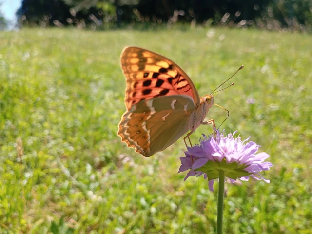Argynnis pandora - zöldes gyöngyházlepke