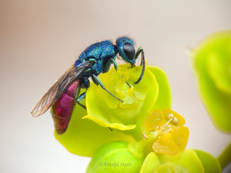 Chrysura laodamia