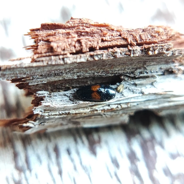 Drapetes mordelloides - kétcseppes merevpattanó