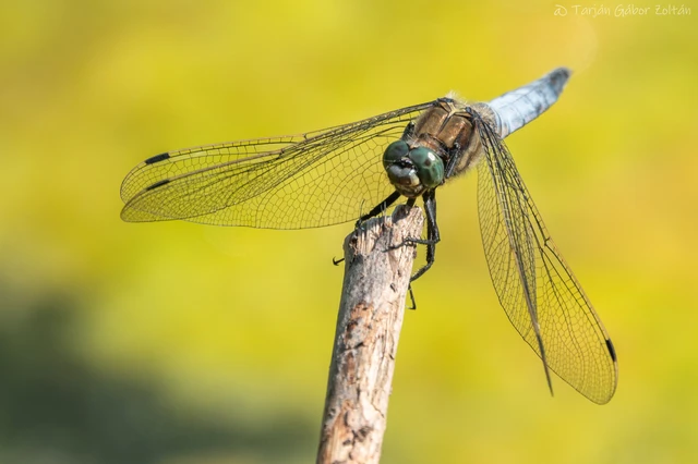 Orthetrum cancellatum - feketefarkú pásztorszitakötő