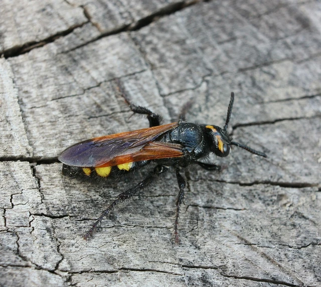 Hymenoptera - Hártyásszárnyúak
