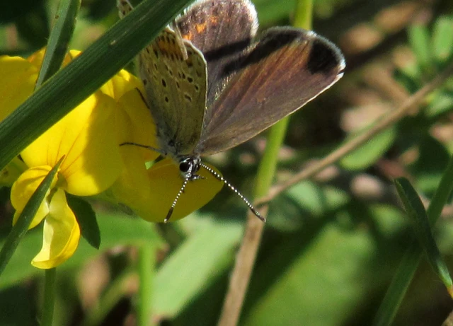 Plebejus argus - ezüstös boglárka