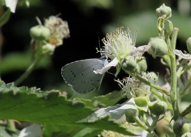 Celastrina argiolus - bengeboglárka