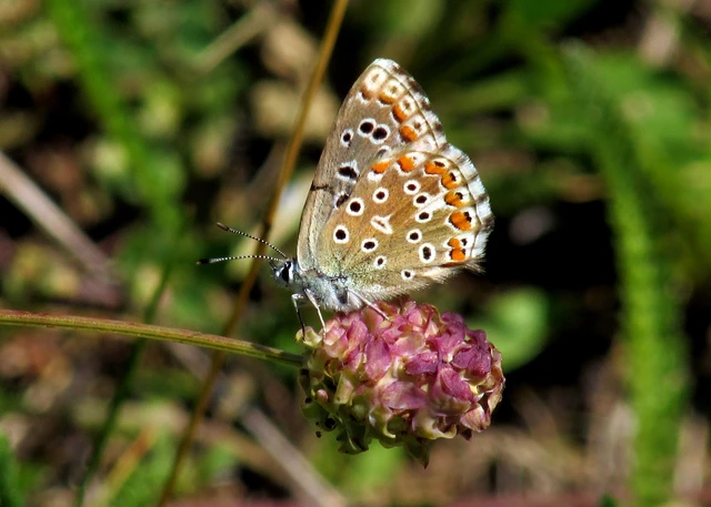 Polyommatus bellargus - égszínű boglárka