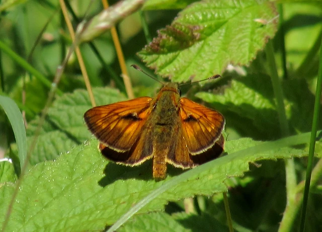 Ochlodes sylvanus - erdei busalepke