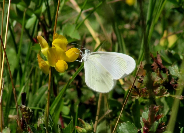 Leptidea sinapis - mustárlepke