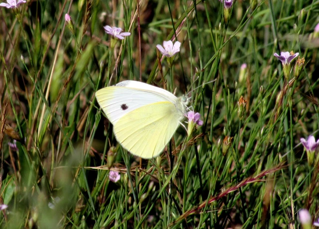 Pieris rapae - répalepke