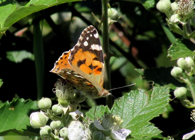 Vanessa cardui - bogáncslepke
