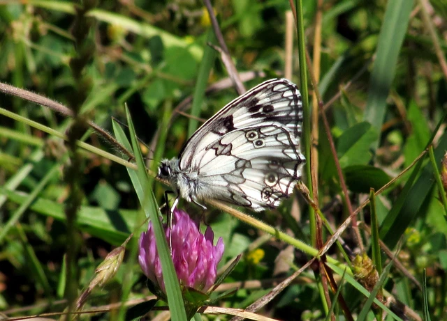 Melanargia galathea - sakktáblalepke