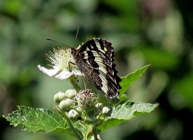 Brintesia circe - fehéröves szemeslepke