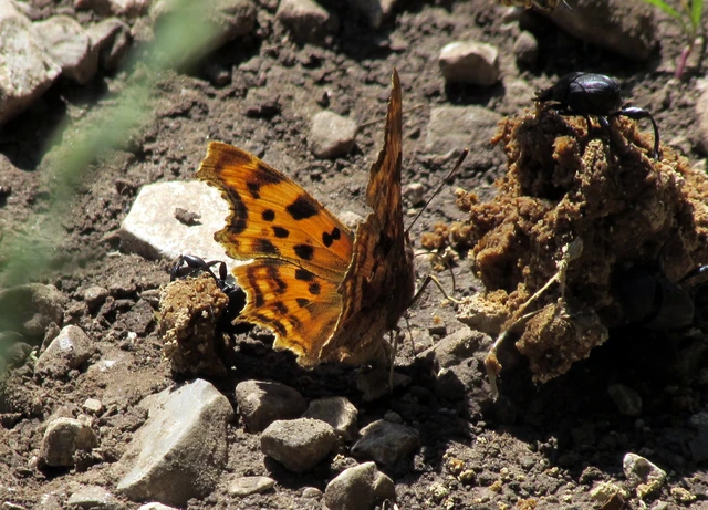 Nymphalis c-album - C-betűs lepke