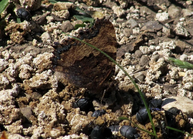 Nymphalis polychloros - nagy rókalepke
