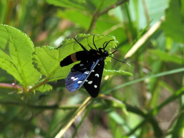 Amata phegea - fehérpettyes álcsüngőlepke