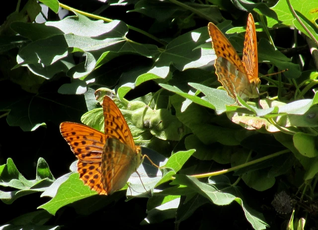 Argynnis paphia - nagy gyöngyházlepke
