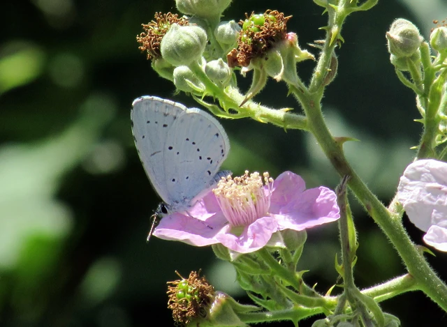 Celastrina argiolus - bengeboglárka